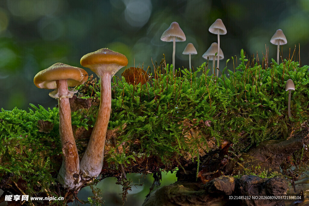 苔藓上的蘑菇群