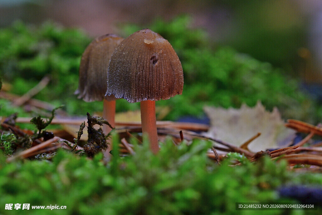 草丛中的小巧蘑菇