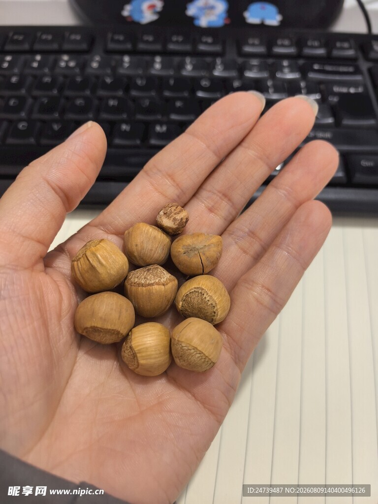 手中的美味榛子