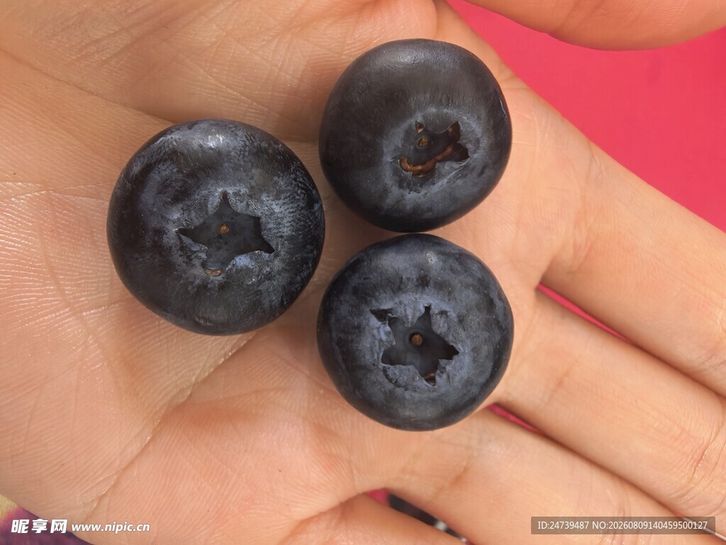 手心里的饱满蓝莓
