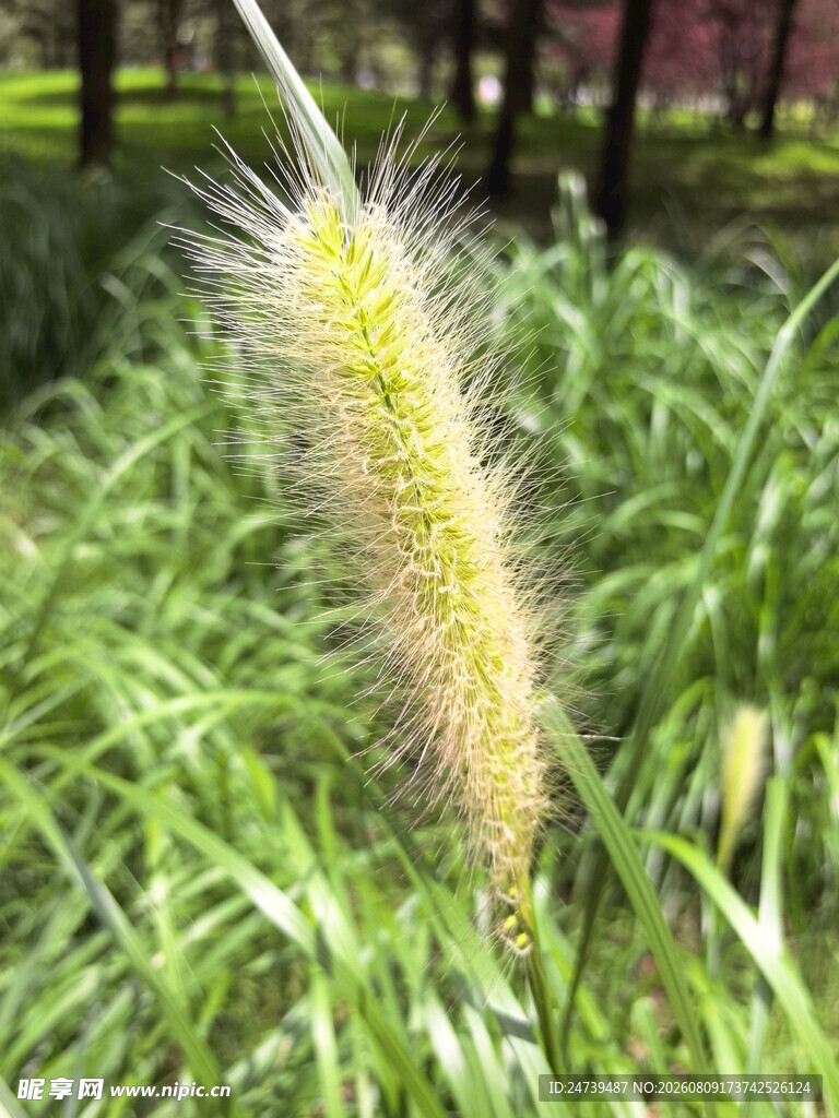 狗尾草特写绿意盎然