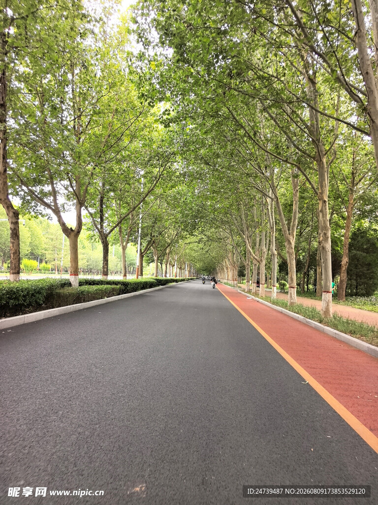 林荫下的宽阔柏油道路