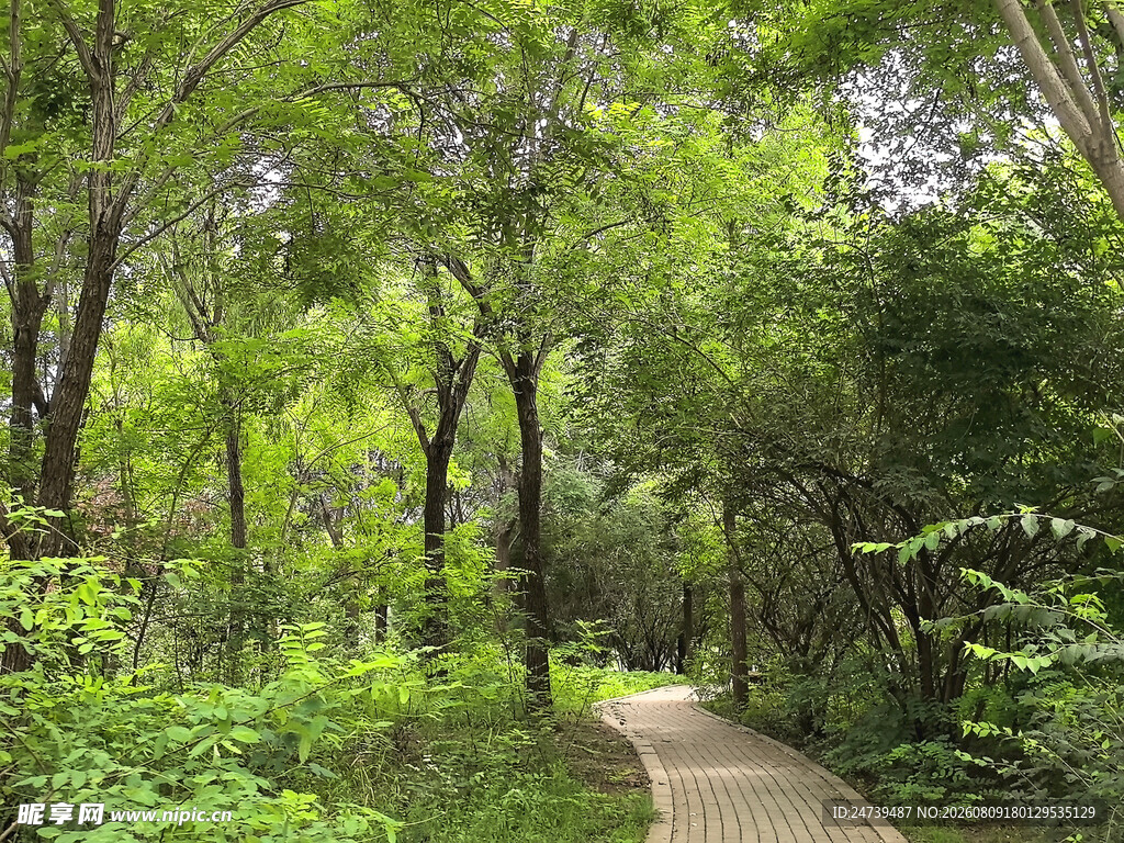 林间幽静小径绿意盎然
