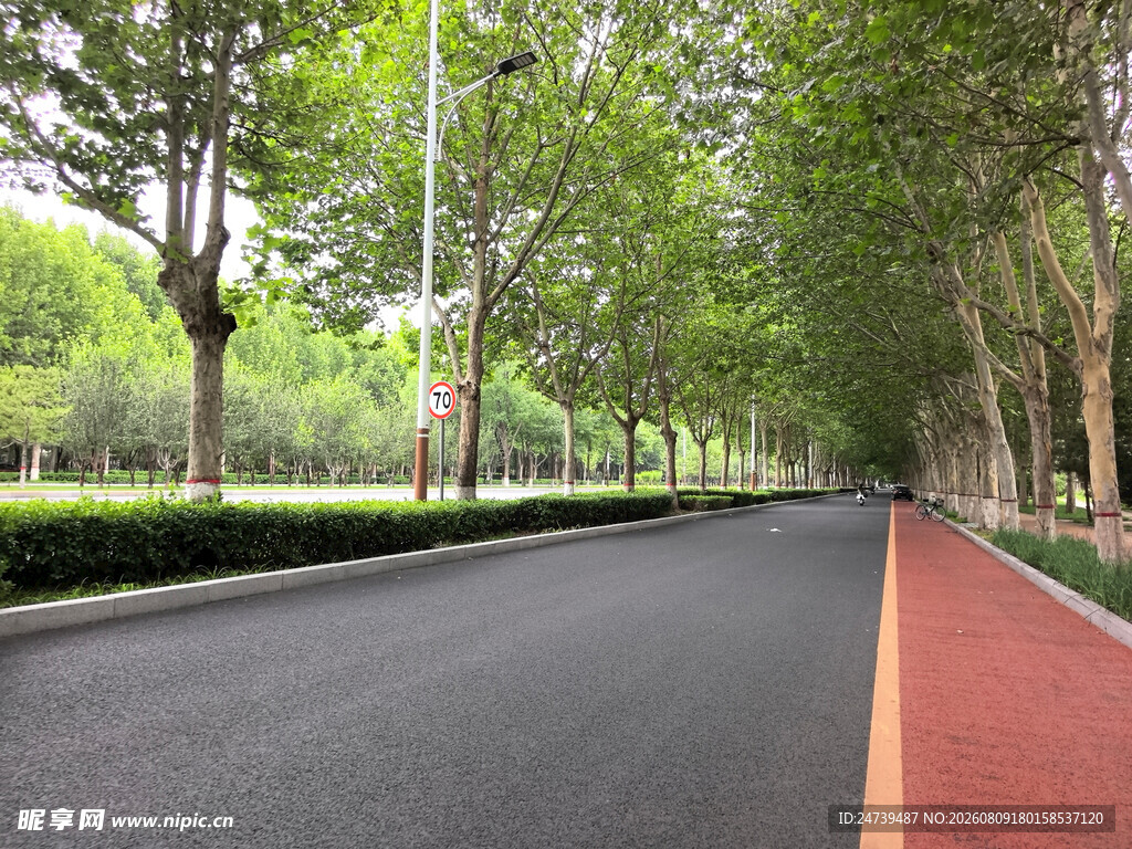 林荫下的城市休闲道路