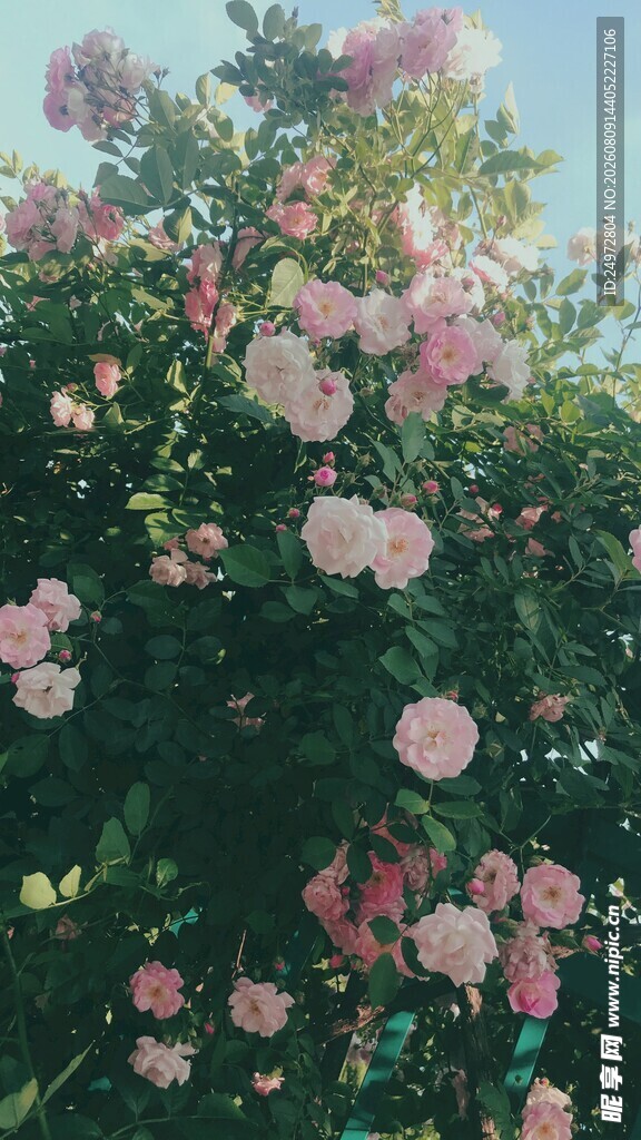 盛开的粉色蔷薇花