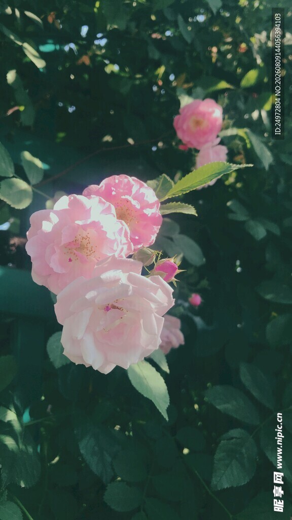 娇艳粉色花朵绽放