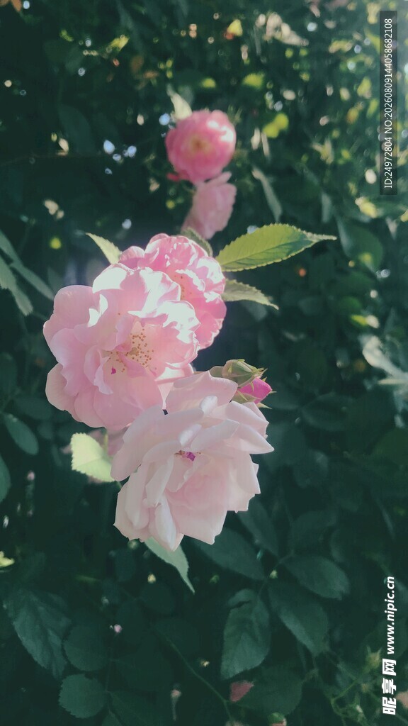 娇艳绽放的粉色花卉