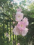 粉色蔷薇花绽放于绿叶间