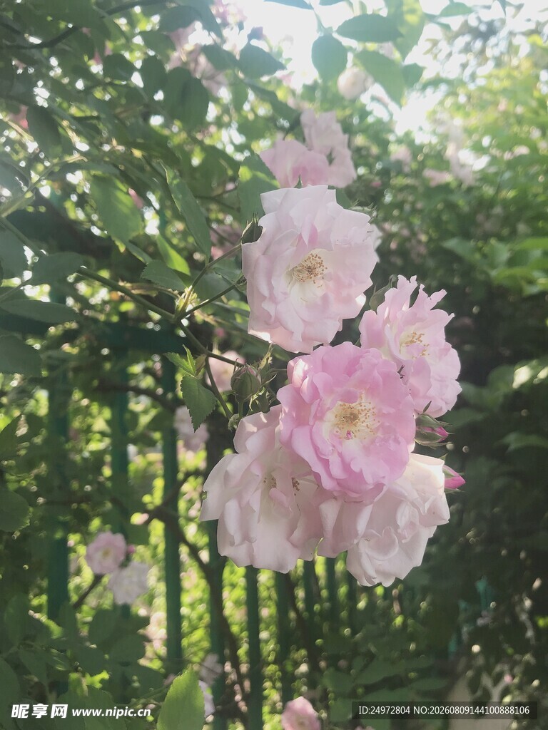 粉色蔷薇花绽放于绿叶间