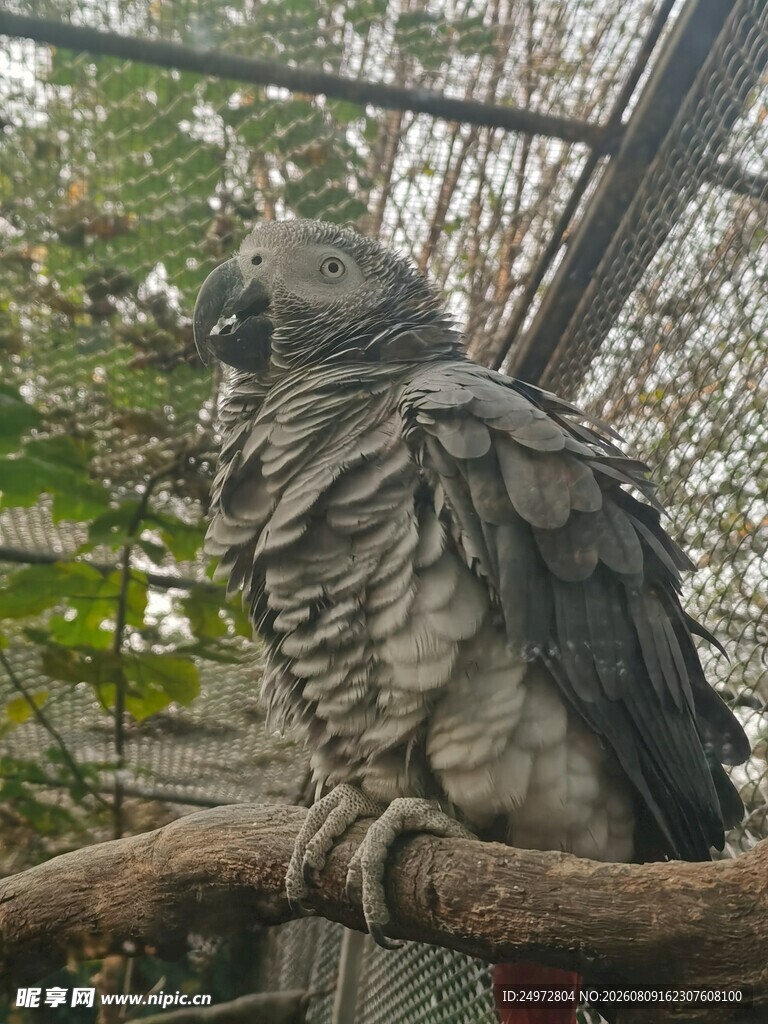 枝头的非洲灰鹦鹉