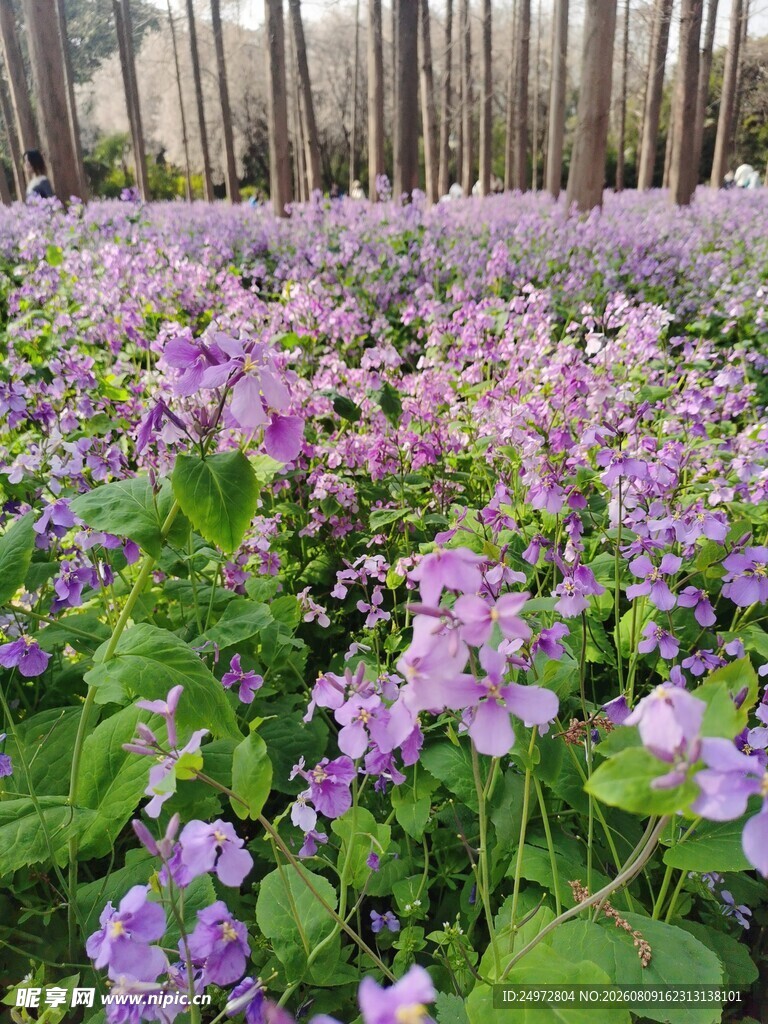 紫色花海绽放生机