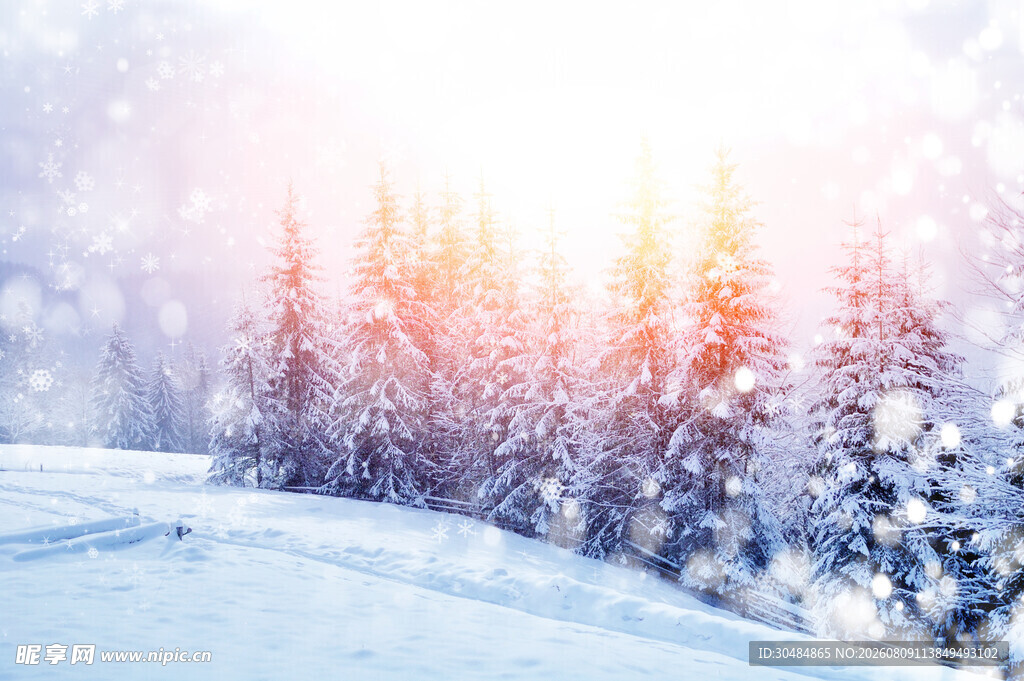冬日雪林暖阳美景