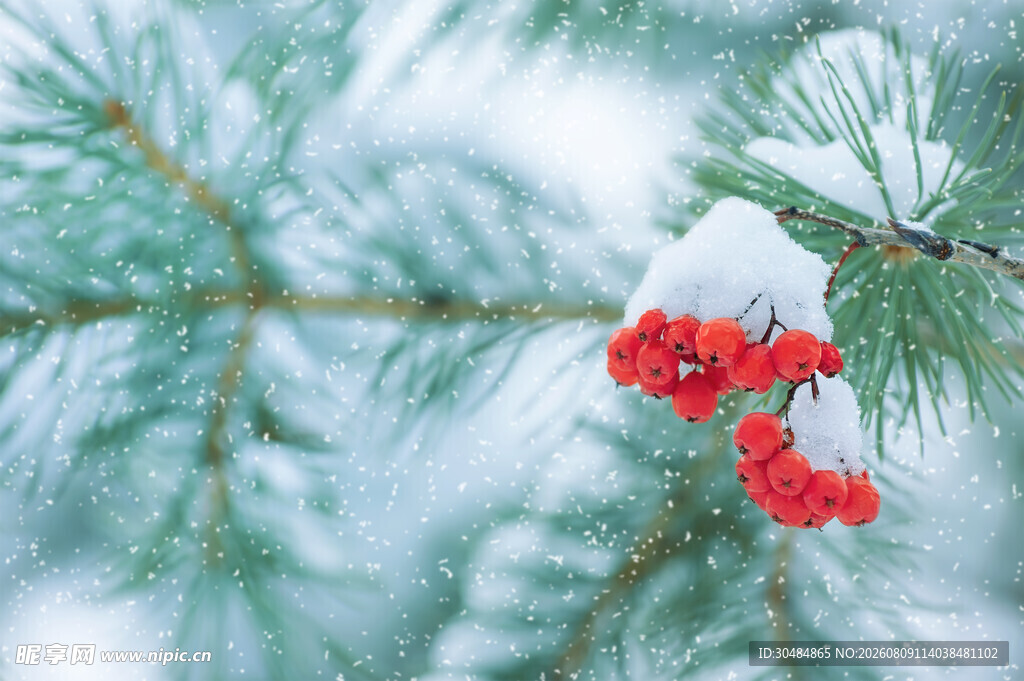 雪覆松枝上的红色浆果