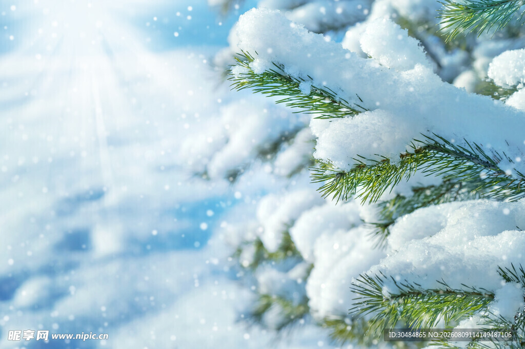 雪覆松枝的冬日美景