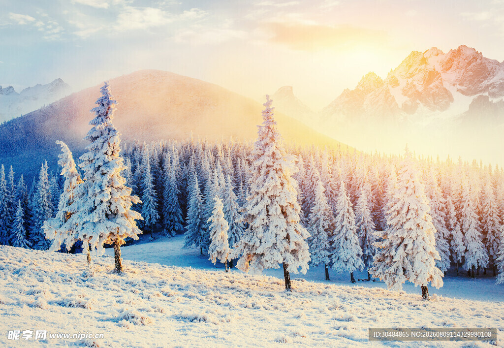 冬日雪林阳光洒落美景