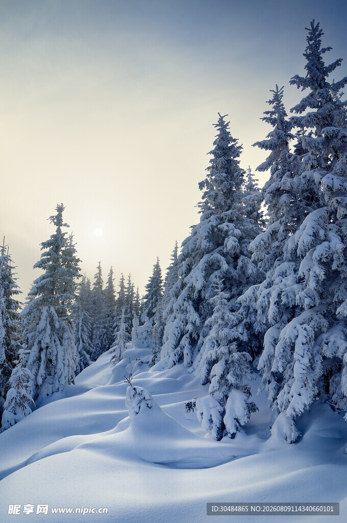 冬日雪林阳光洒落美景