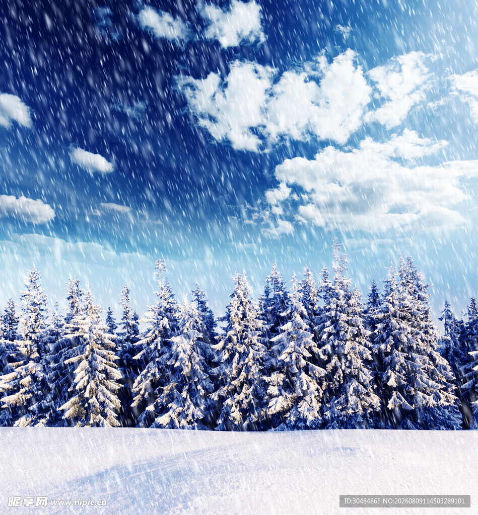 冬日雪景中的茂密雪松林