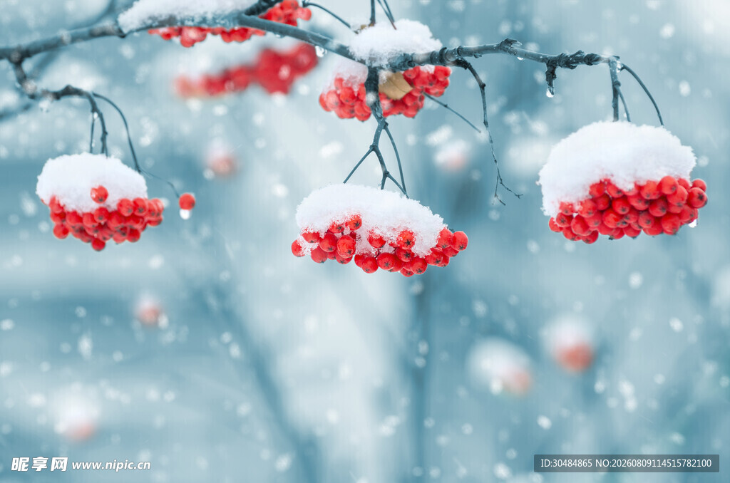 雪中红果枝头美景