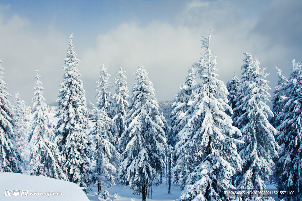 冬日雪覆松林美景