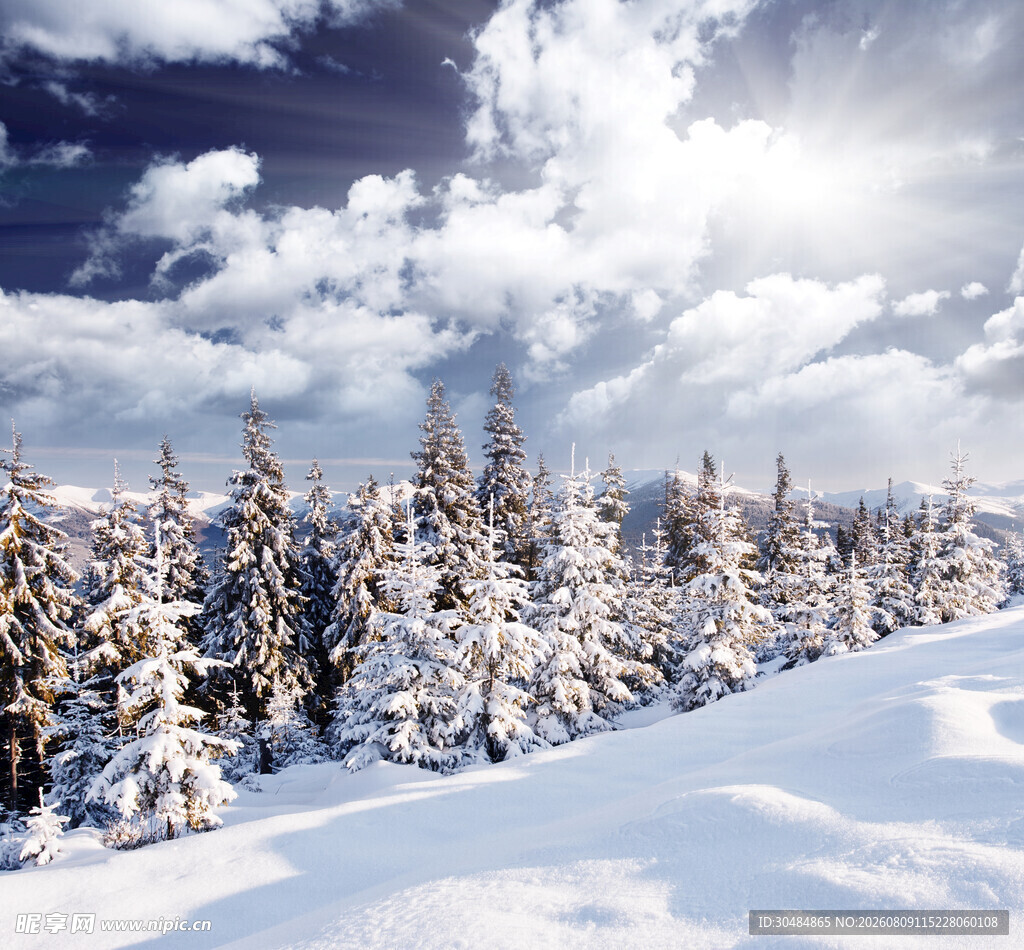 冬日雪景中的松林美景