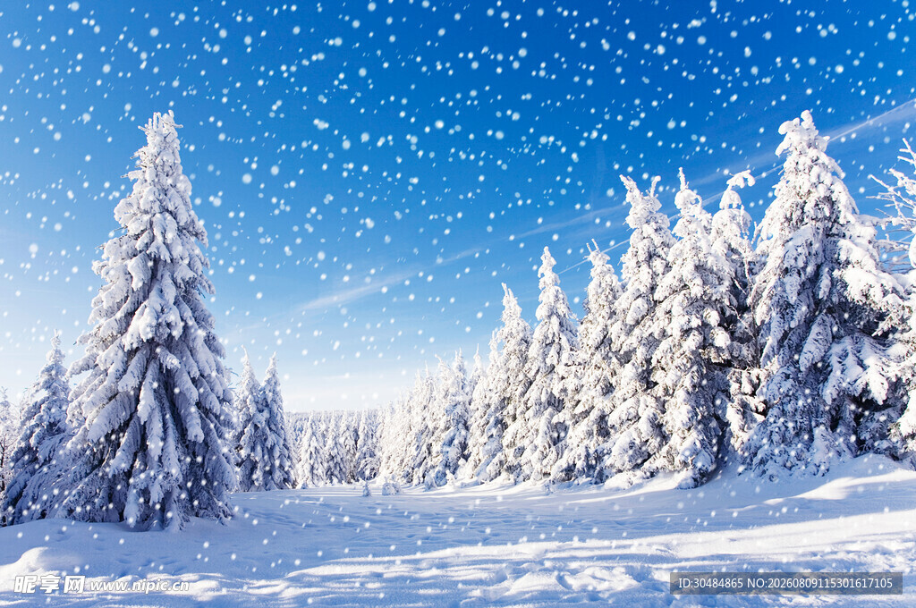冬日雪景中的银白松树林