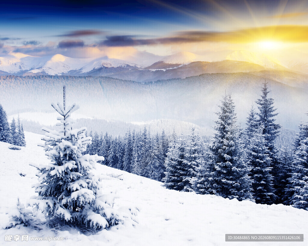 冬日雪景中的松林美景