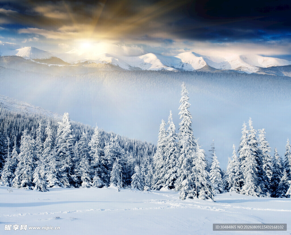 冬日雪林阳光穿透美景