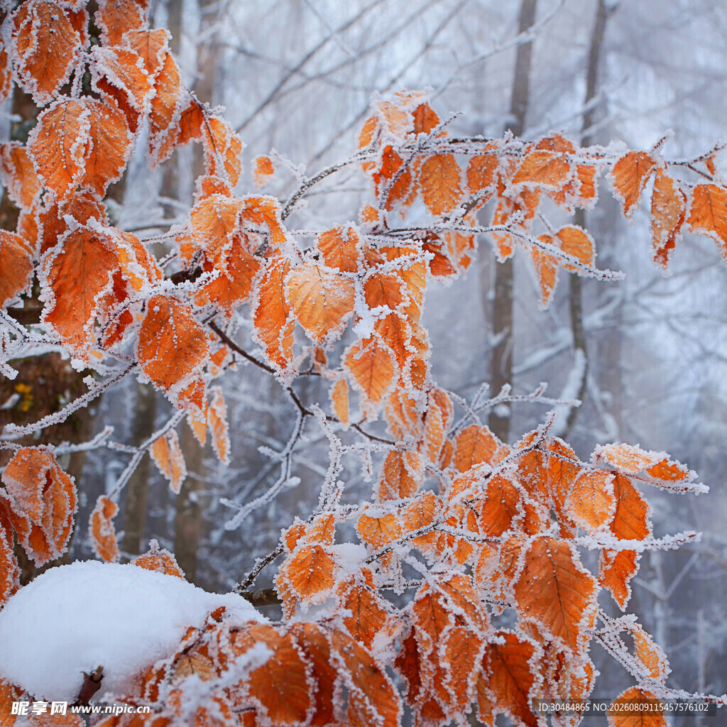 雪覆橙叶的冬日景致