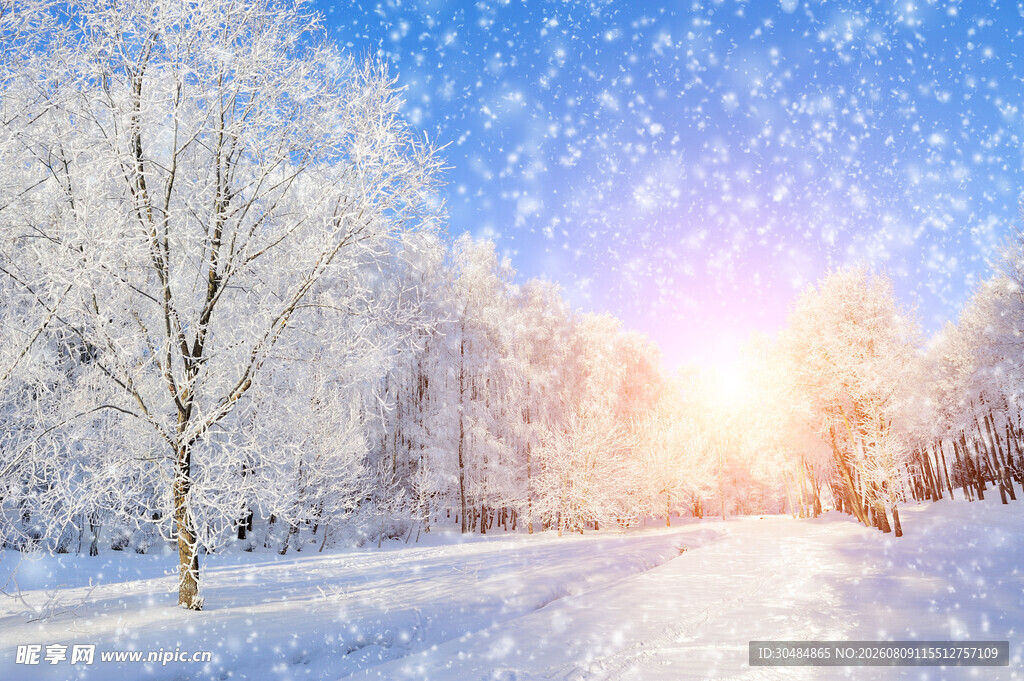 冬日雪景中的暖阳树林