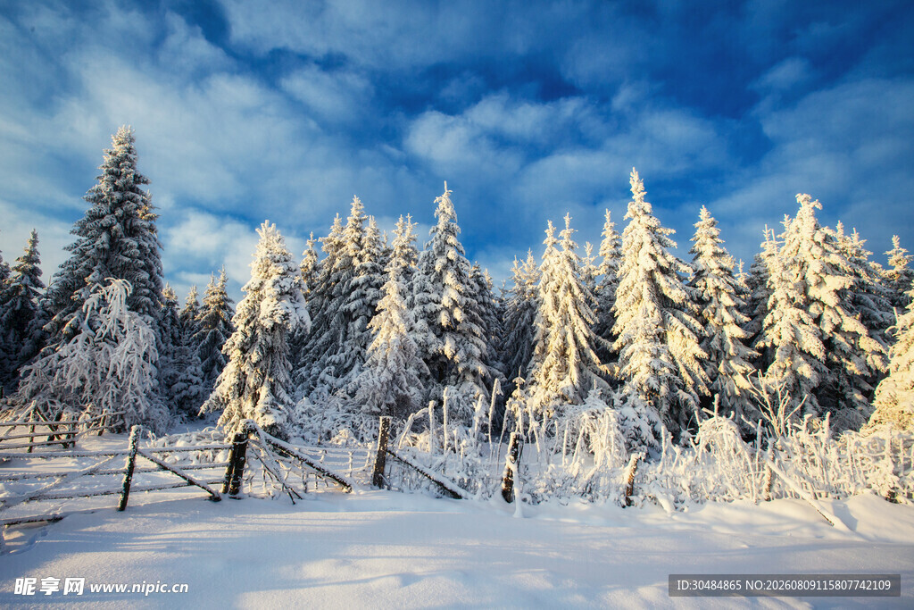 冬日雪景中的森林美景
