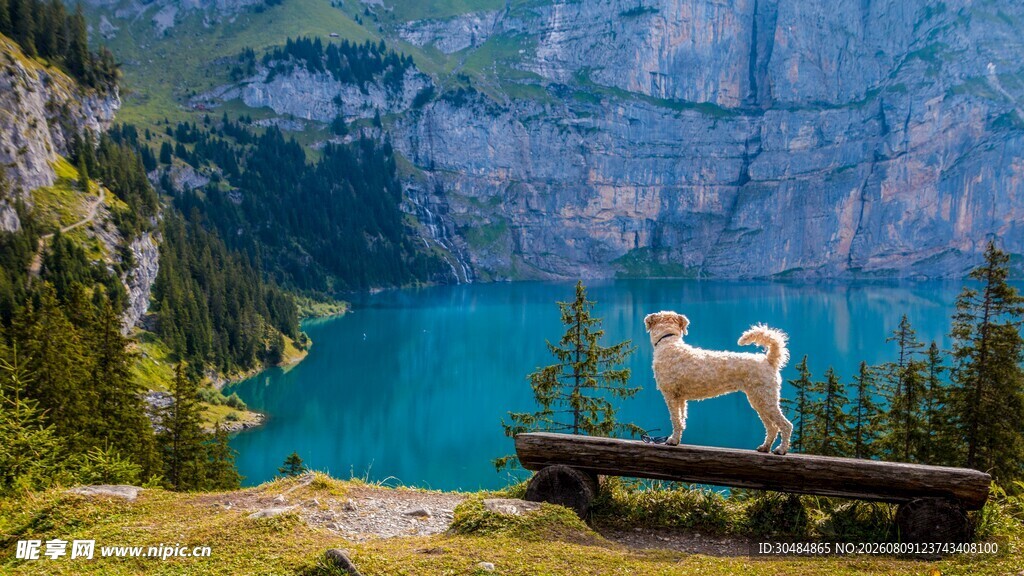 湖畔边的狗狗眺望美景