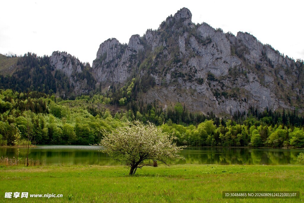 山间孤树绿野葱茏美景
