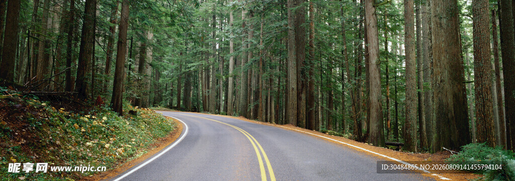 林间蜿蜒公路美景