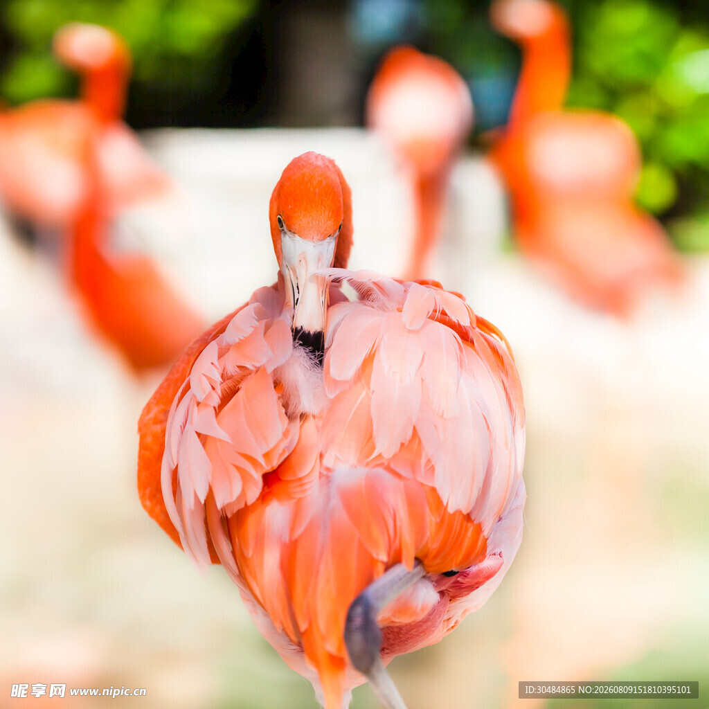 优雅火烈鸟展示美丽羽毛