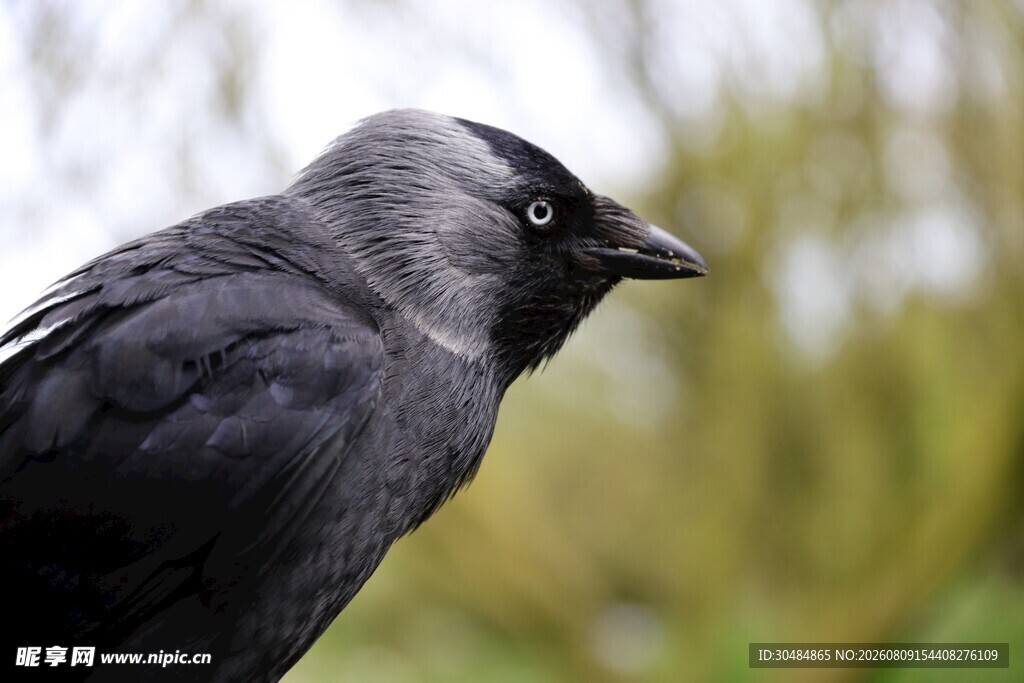 灰黑色羽冠鸟特写