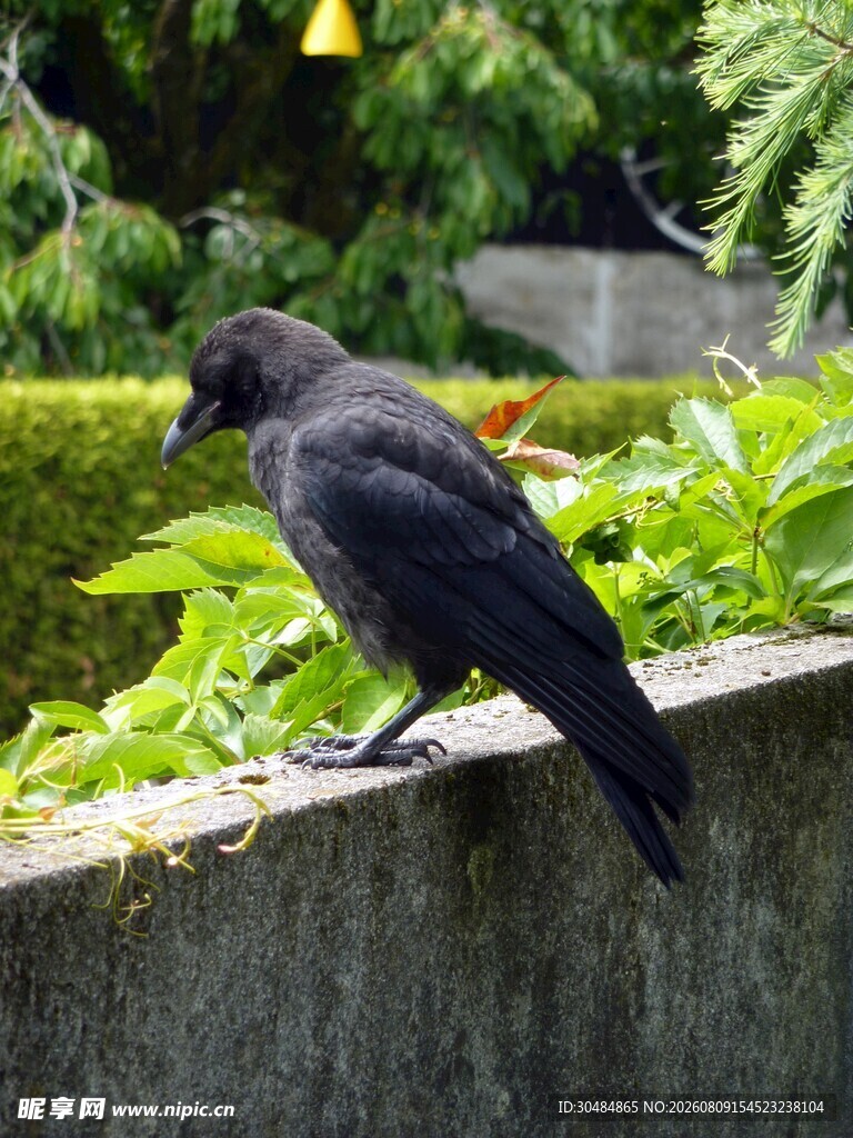 墙头黑鸟
