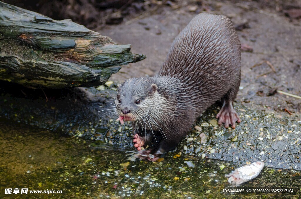 水獭进食瞬间
