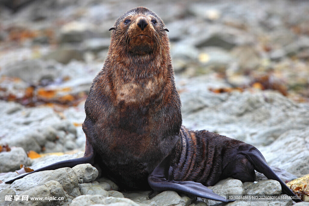 海滩上的海狮
