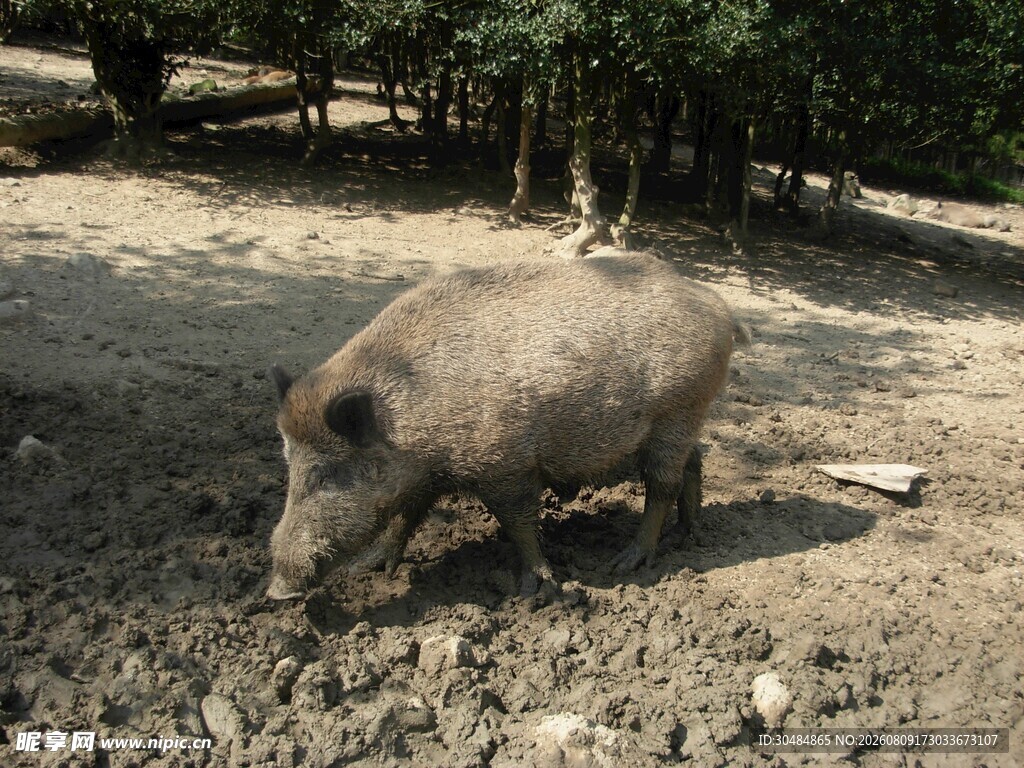 野外觅食的野猪