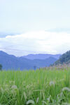 绿野山峦间的清新景致