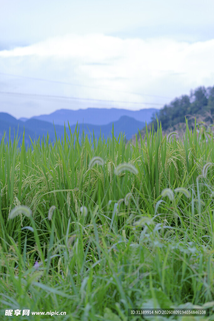 田野间的绿色植物与远山
