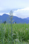田野中的植物与远山景色