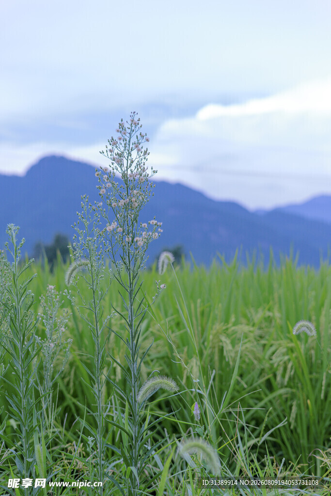 田野中的植物与远山景色
