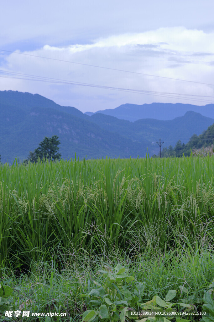 田园绿野间的远山风光
