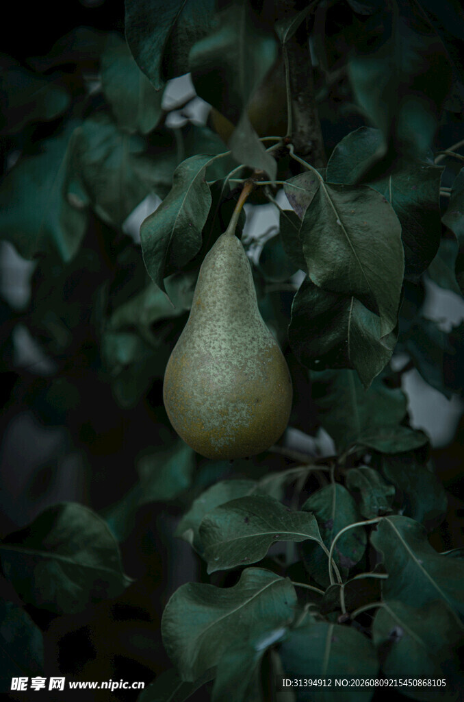藤蔓上的小葫芦