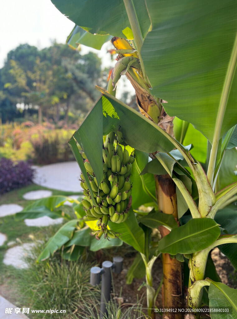 路边绿植与小径景观
