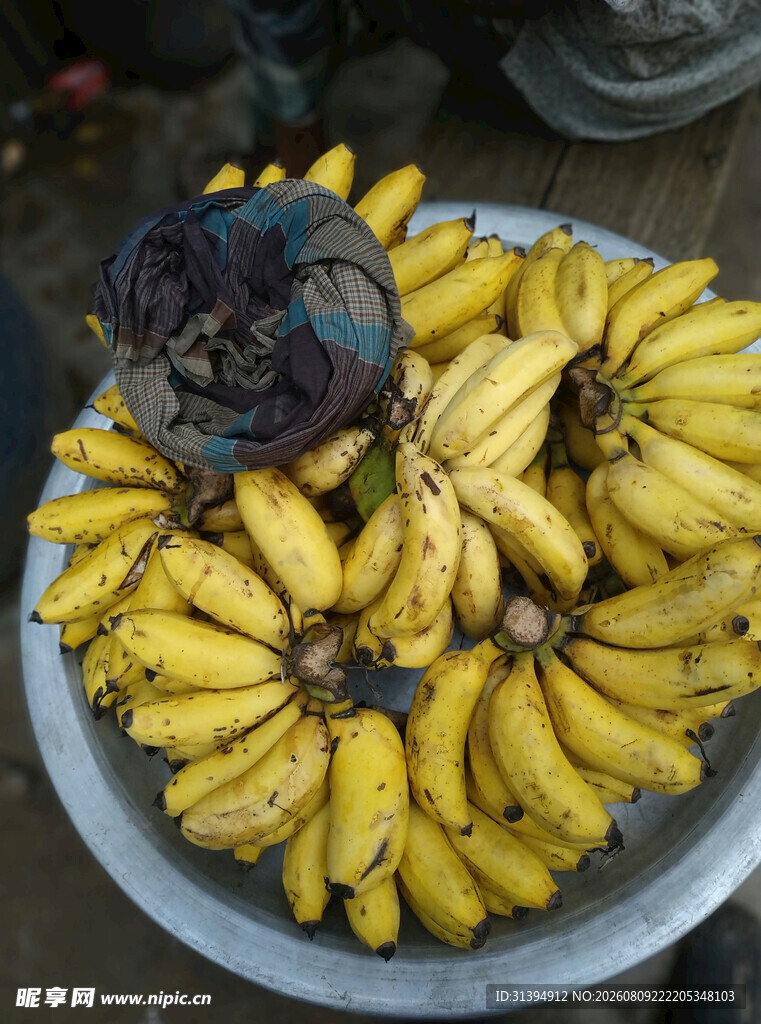 一盆饱满的黄色香蕉