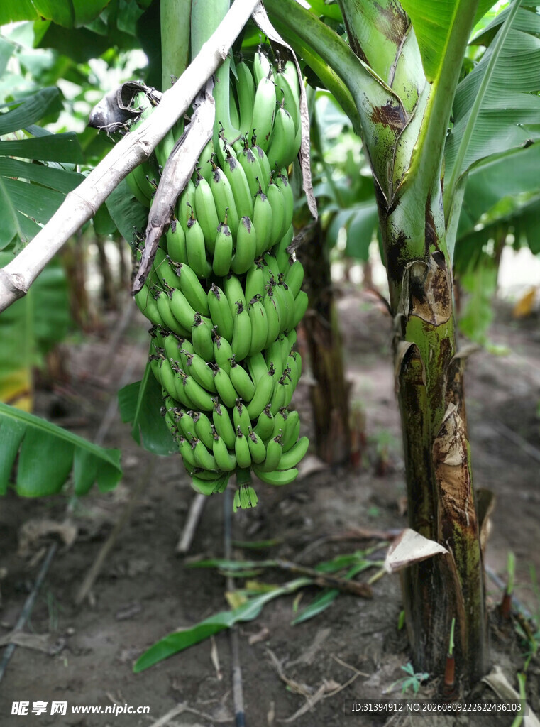 果园里的青香蕉串