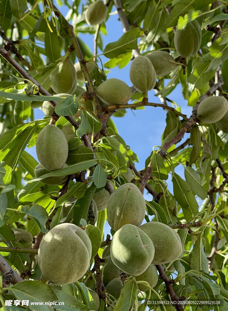 枝头青果累累