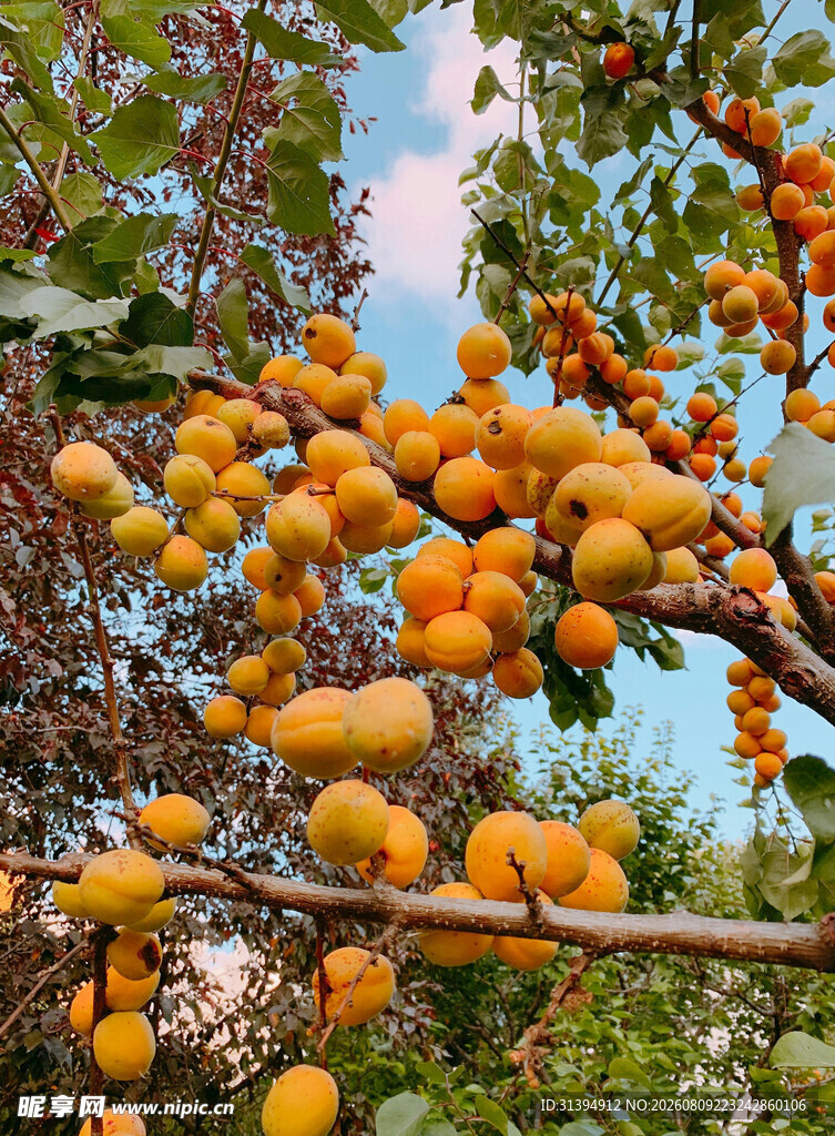 枝头黄杏累累挂